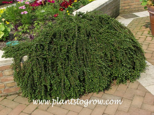 Hesse Cotoneaster